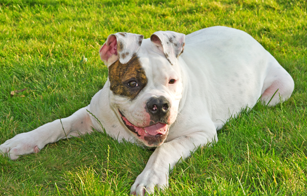 White dog in grass White dog in grass